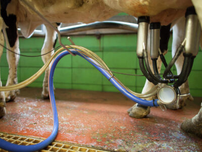 Milking Machines Benefits