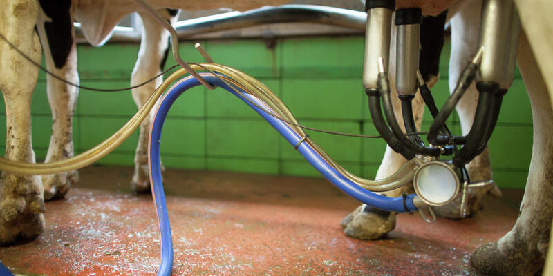 Milking Machines Benefits