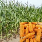 Monsoon Maize Cultivation