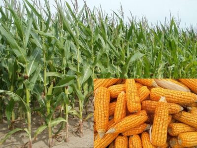 Monsoon Maize Cultivation