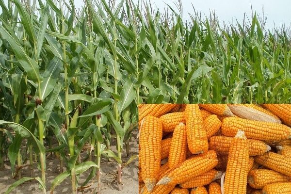 Monsoon Maize Cultivation