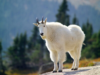 Mountain Goat