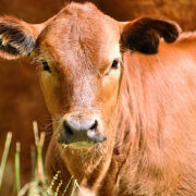 Nematode control in calves