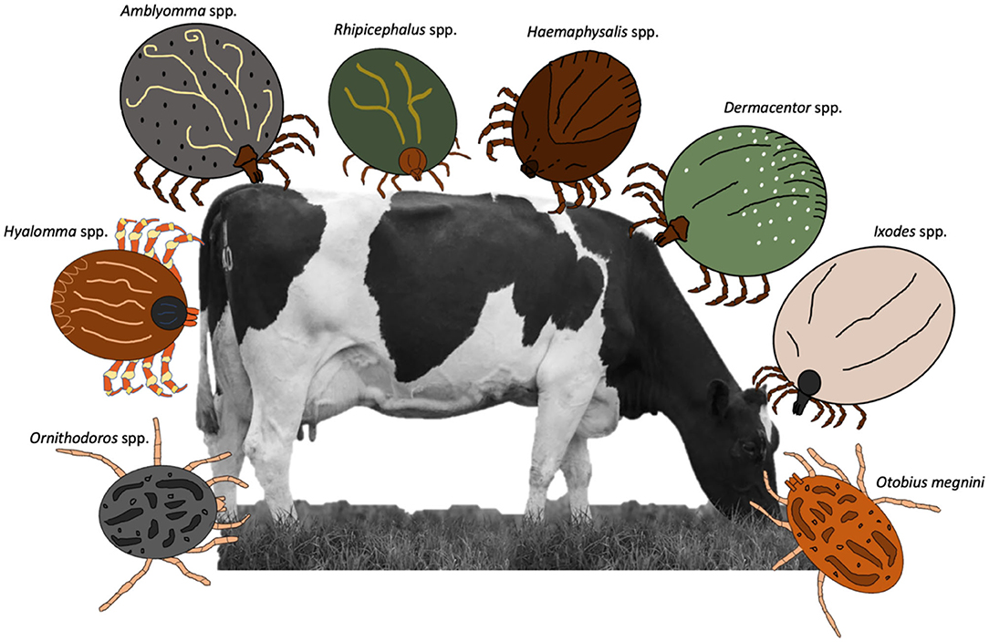 Nematode control in calves