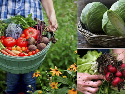 Nutritional Backyard Gardening