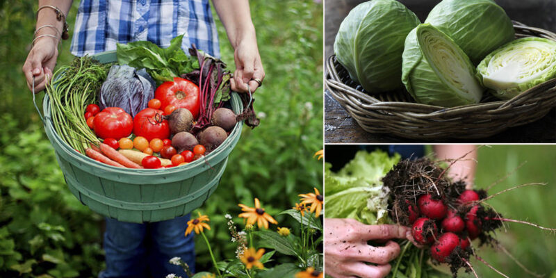 Nutritional Backyard Gardening