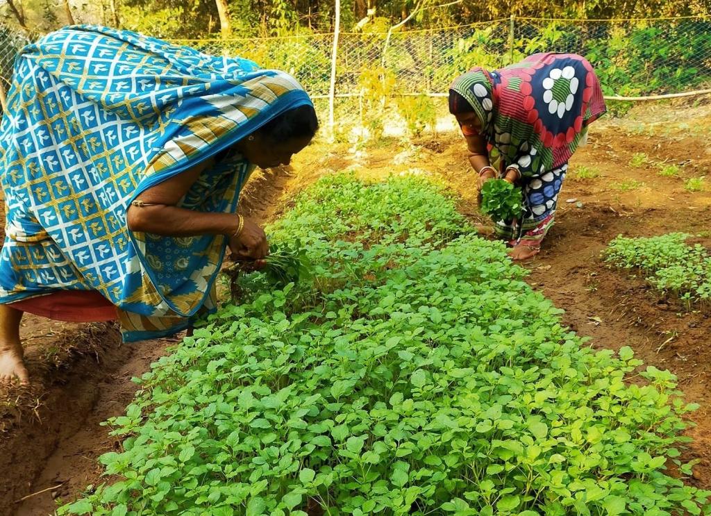 Nutritional Backyard Gardening