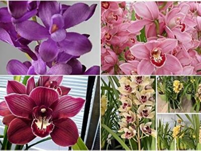 Orchid Floriculture