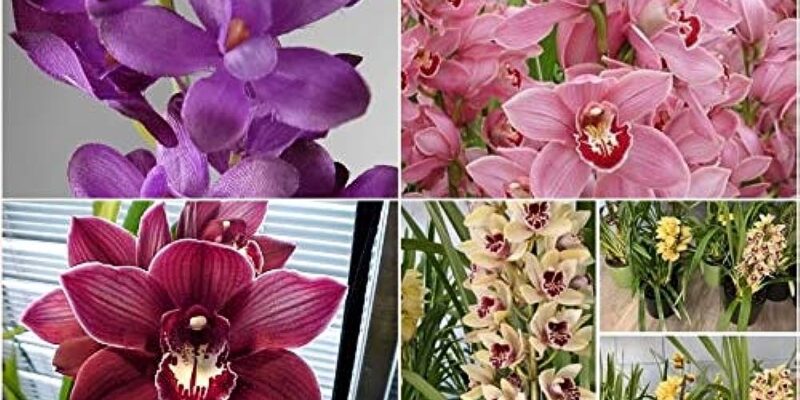 Orchid Floriculture