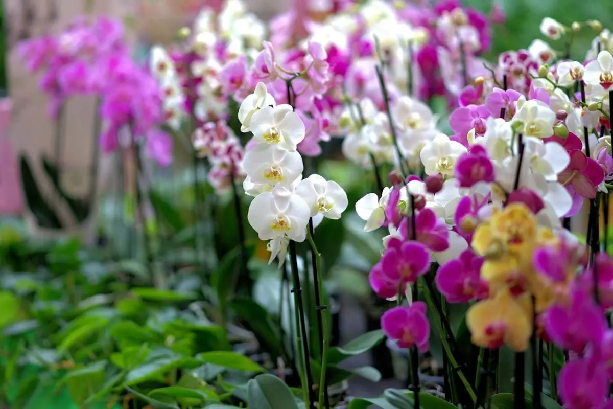 Orchid Floriculture