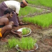 Paddy Nursery Management