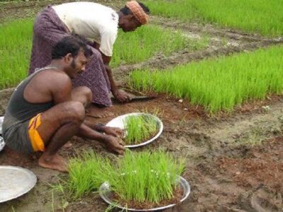 Paddy Nursery Management