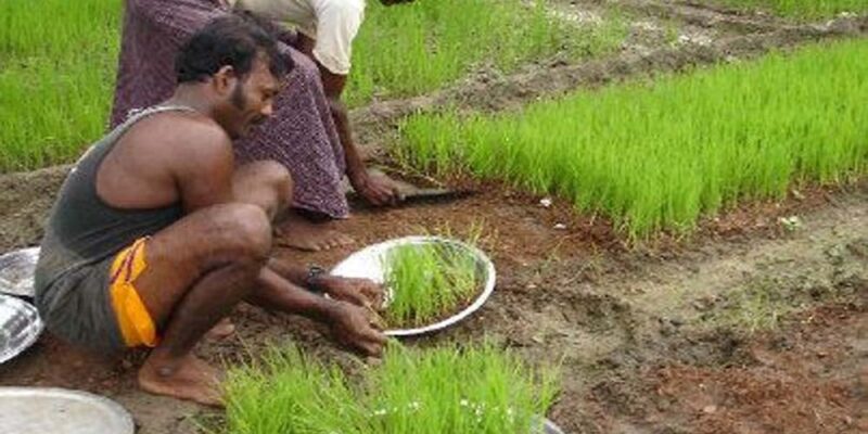 Paddy Nursery Management