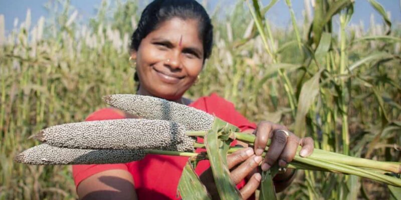 Pearl Millet Farming