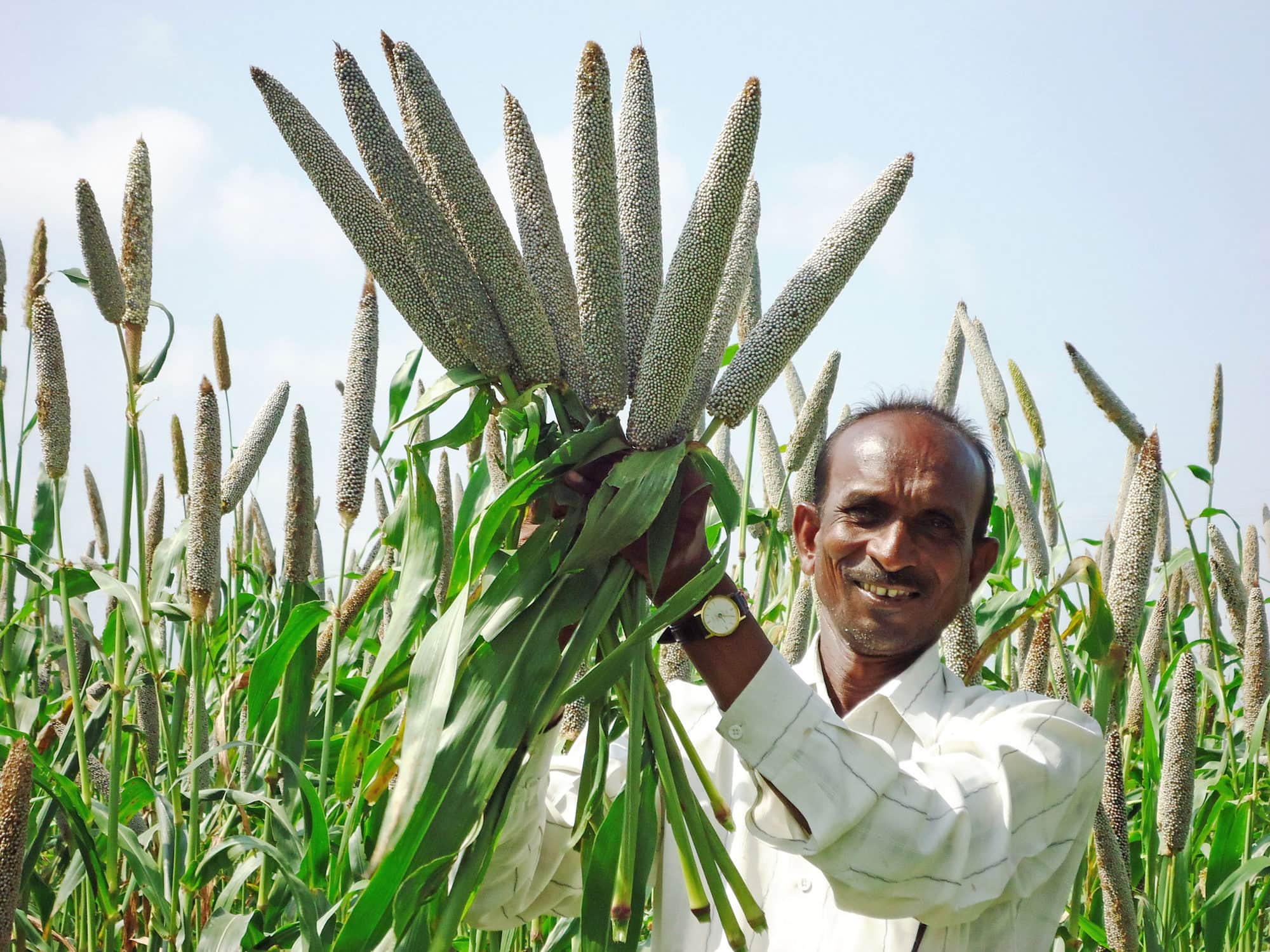 Pearl Millet Farming