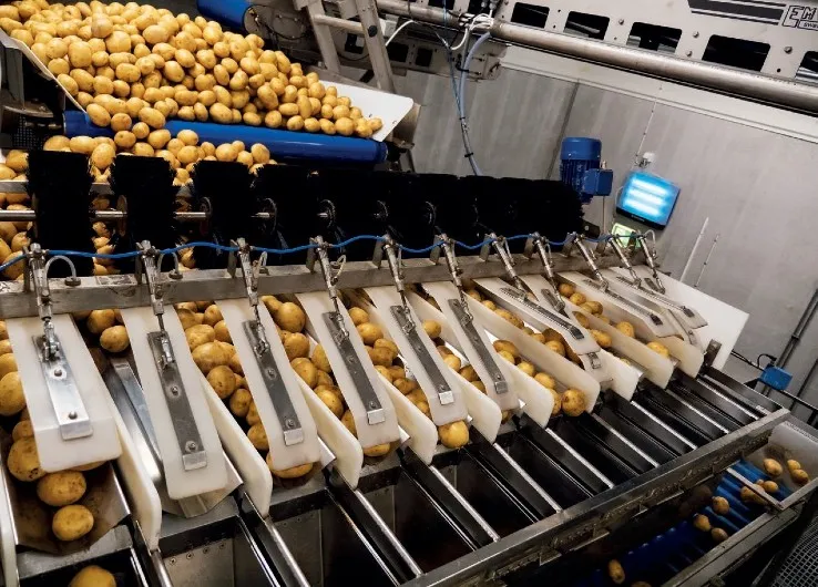 Potato Processing