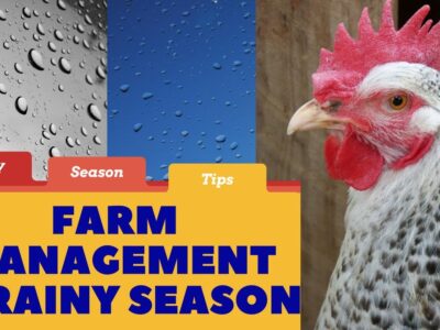 Poultry Management