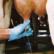 Pregnancy Tests in Cattle
