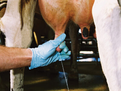 Pregnancy Tests in Cattle