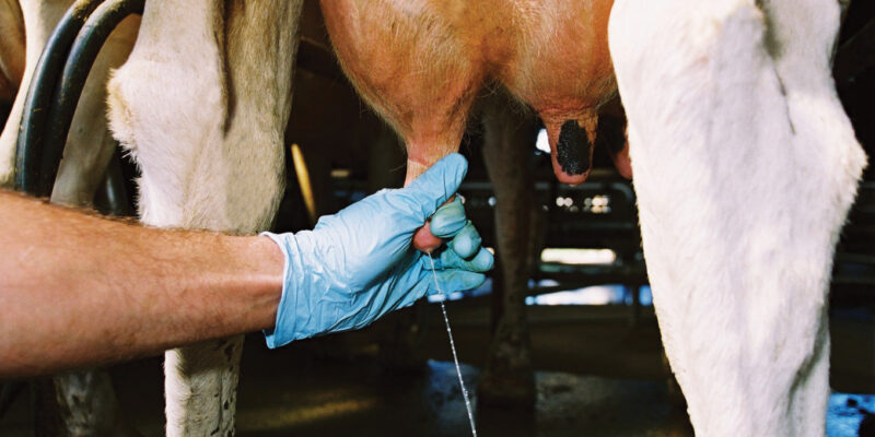 Pregnancy Tests in Cattle