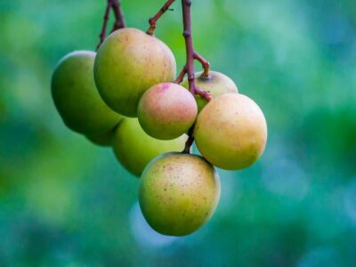 Punasa Mangoes