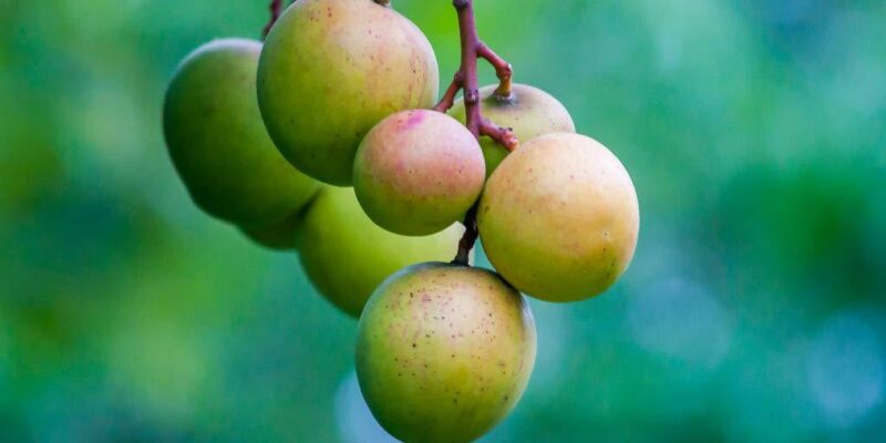 Punasa Mangoes