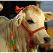 Punganur Cow