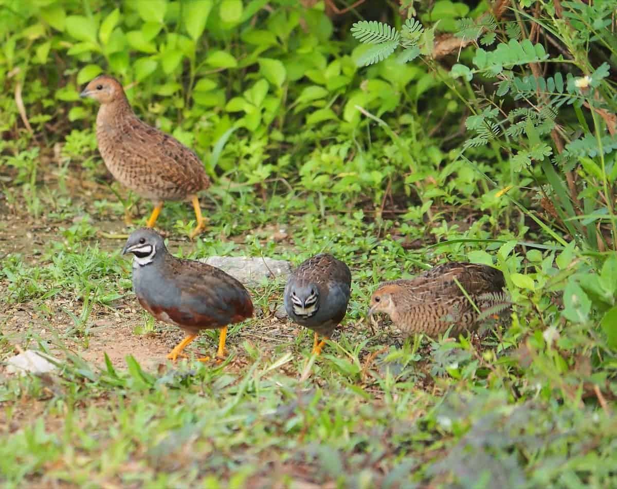 Quail Farming