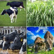 Rainy Season Fodder Cultivation