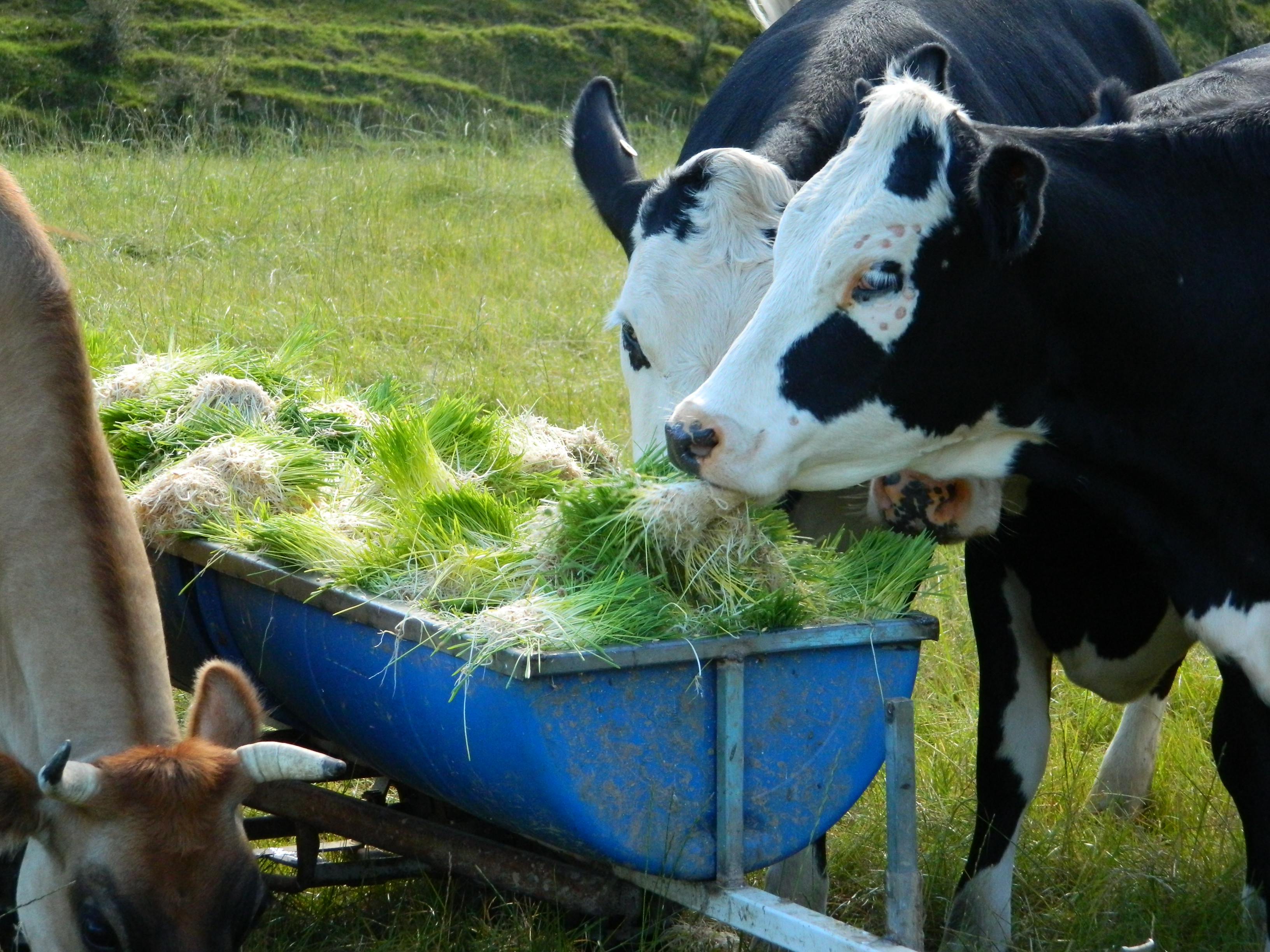 Rainy Season Fodder Grass Cultivation