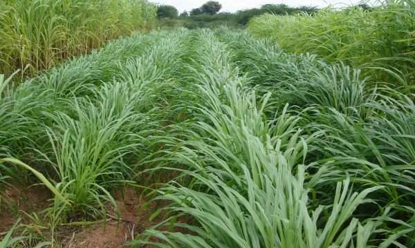 Rainy Season Fodder Cultivation