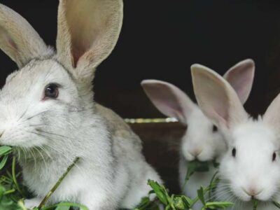 Raising Rabbits