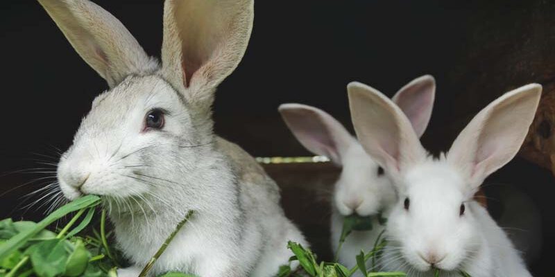 Raising Rabbits