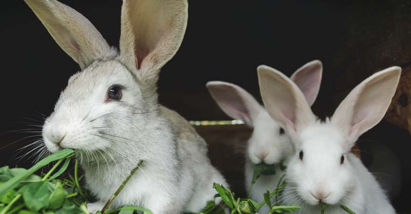 Raising Rabbits