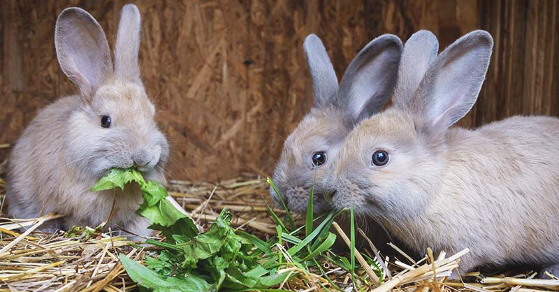 Raising Rabbits at Home