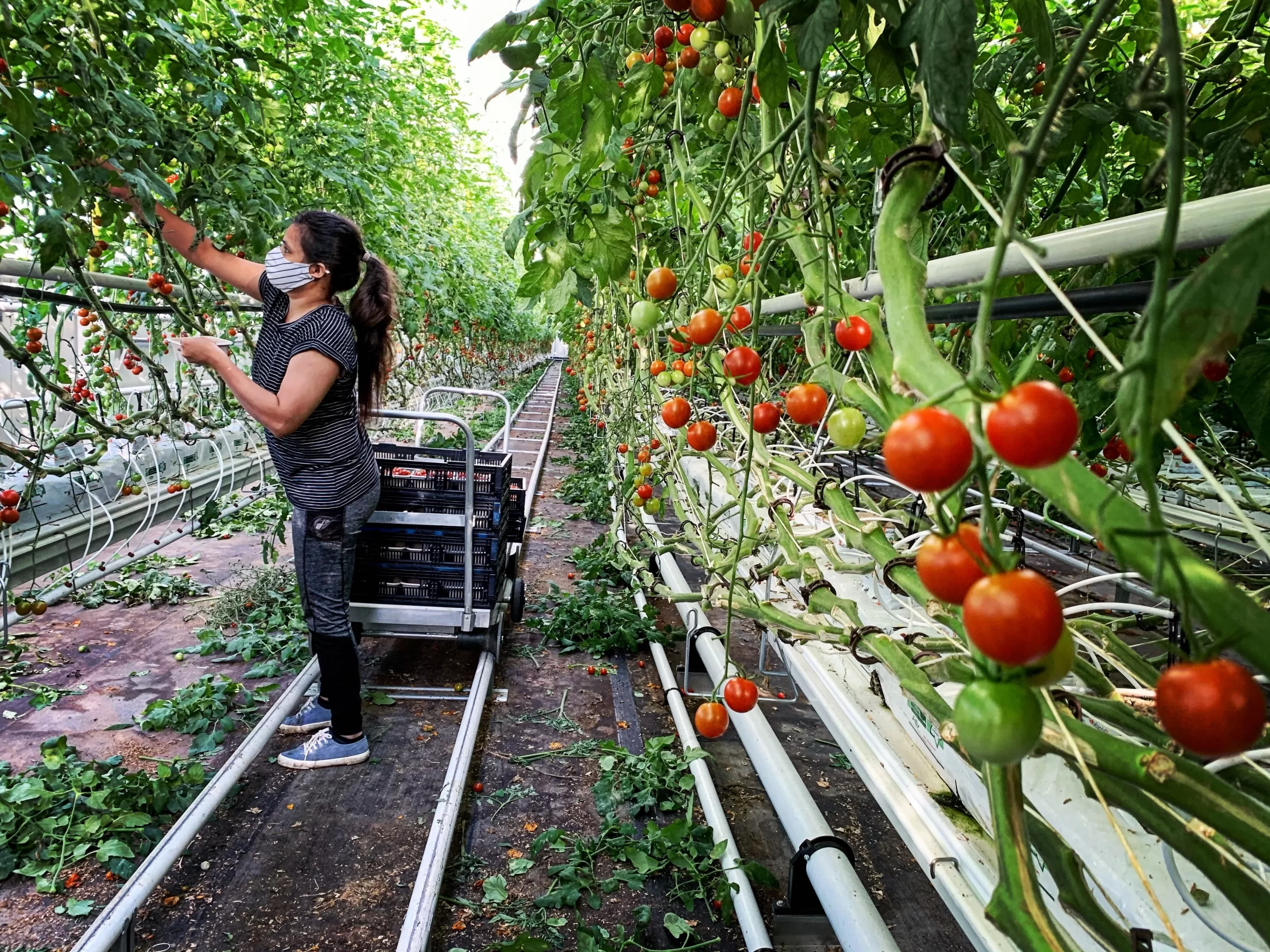 Rooftop Tomato Farming