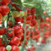 Rooftop Tomato Farming