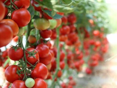 Rooftop Tomato Farming