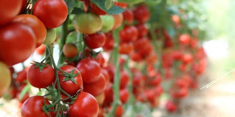 Rooftop Tomato Farming