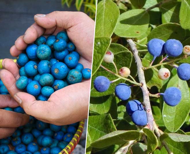 Rudraksha Plant