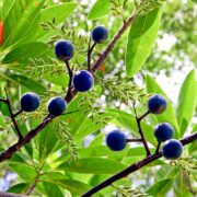 Rudraksha Plant