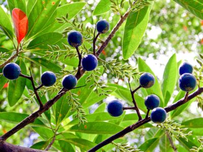 Rudraksha Plant