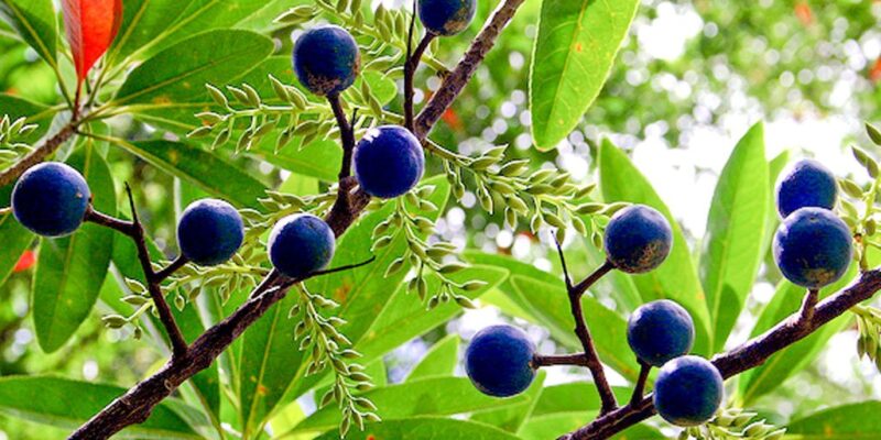 Rudraksha Plant