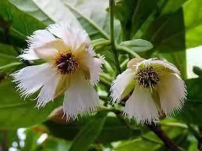 Rudraksha Plant