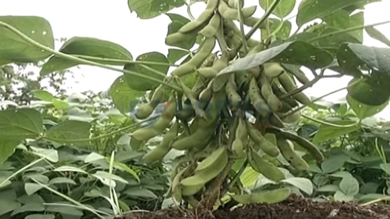 Soybean Cultivation