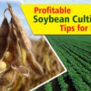 Soybean Cultivation