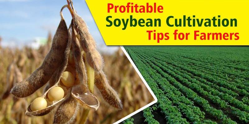 Soybean Cultivation