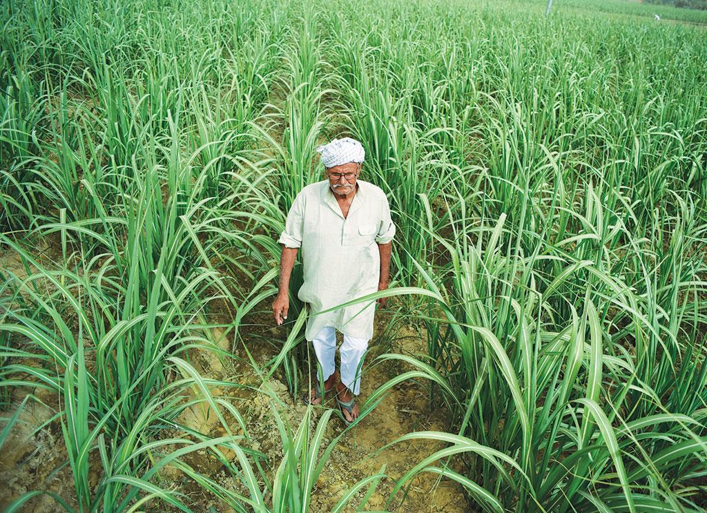 Sugarcane Farmers