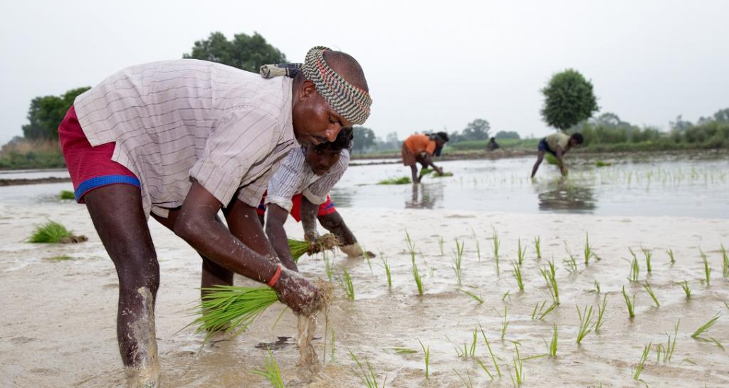 Telangana Farmers 