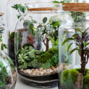 Terrarium Plants Cultivation